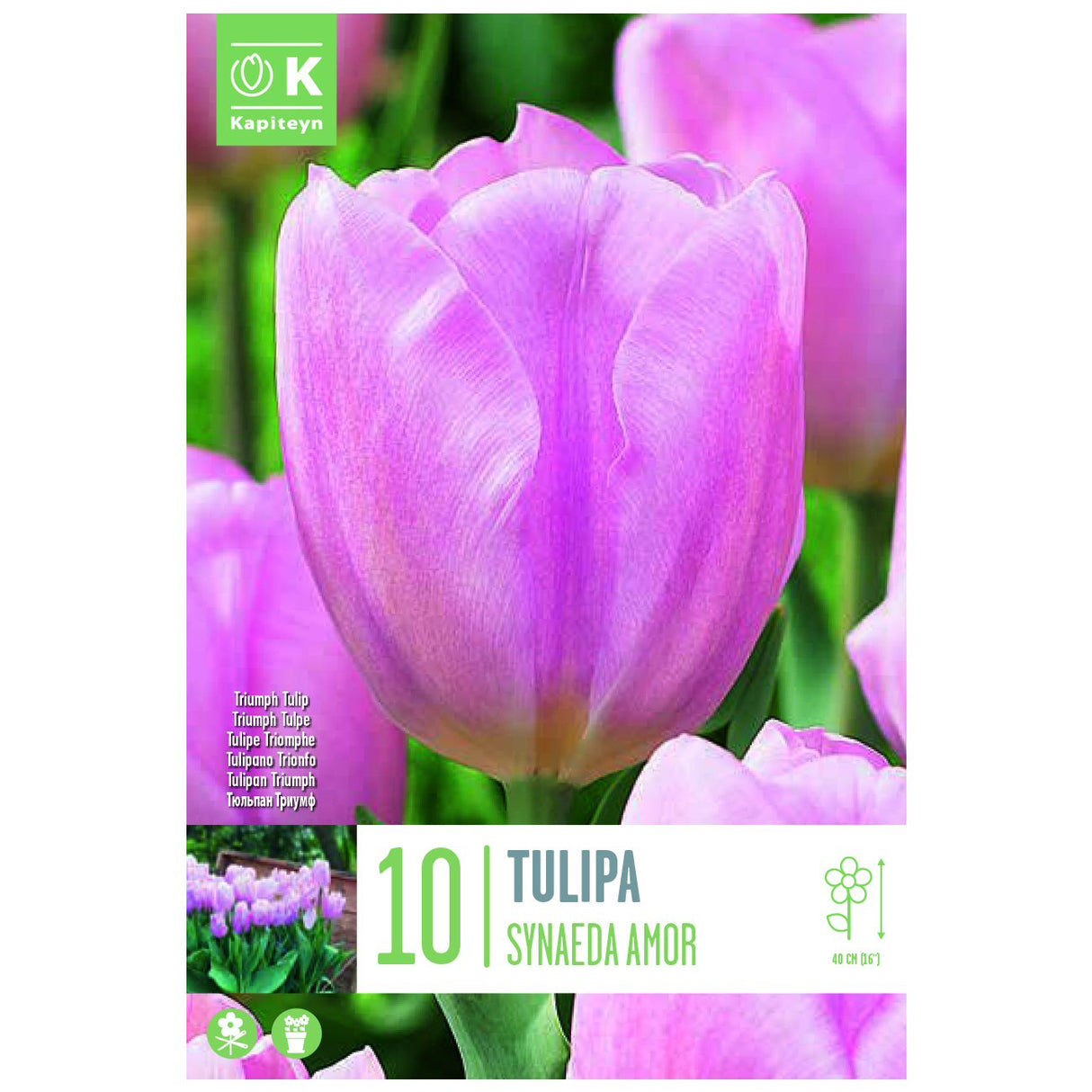 Kapiteyn 10 Synaeda Amor Triumph Tulip Spring Flowering Bulbs