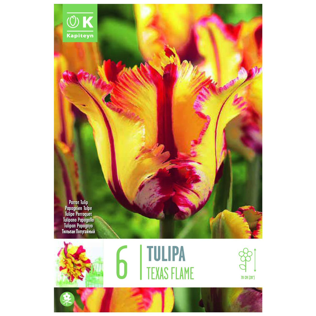 Kapiteyn 6 Texas Flame Parrot Tulip Spring Flowering Bulbs