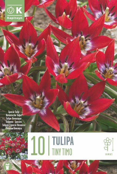 Kapiteyn 10 Tiny Timo Species Tulip Bulbs