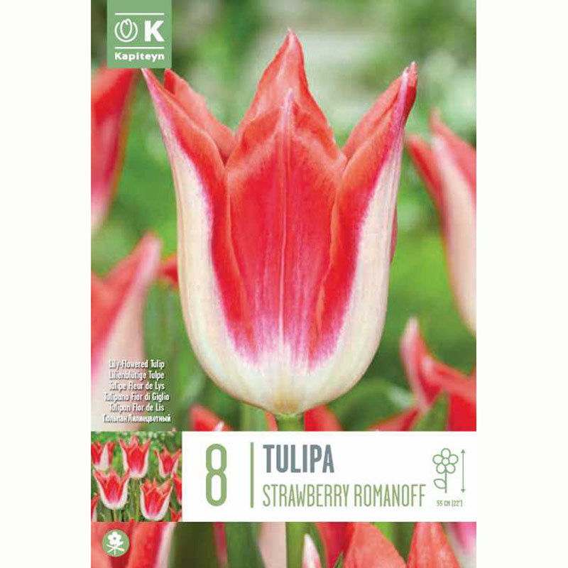 Kapiteyn 8 Tulip ‘Strawberry Romanoff’ Spring Flowering Bulbs