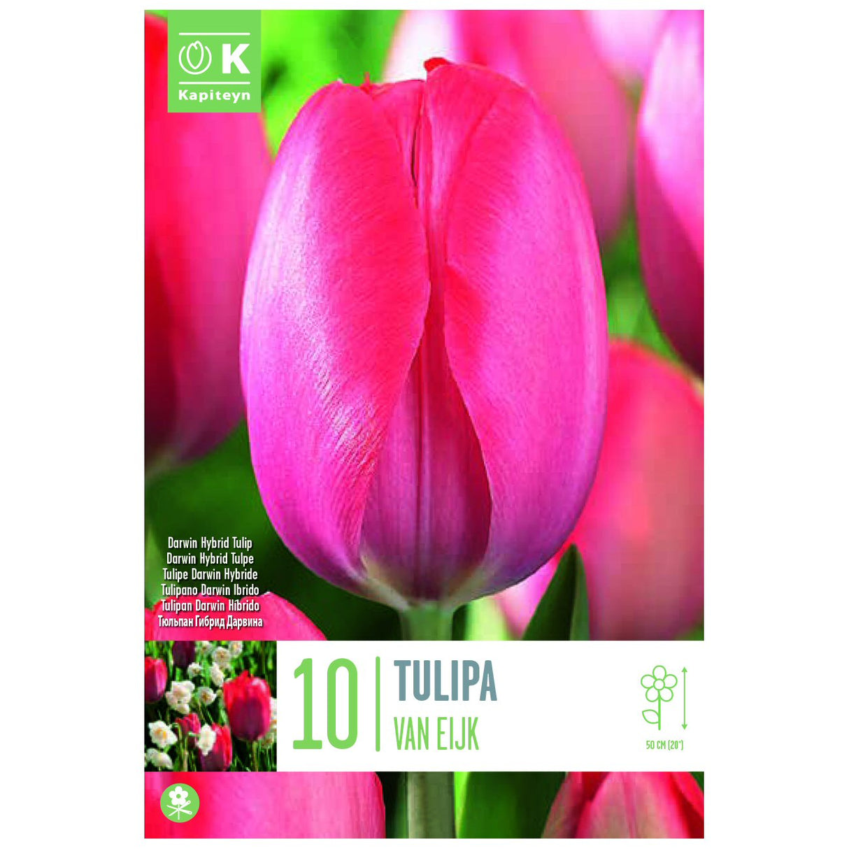 Kapiteyn 10 Van Eijk Darwin Hybrid Tulip Spring Flowering Bulbs
