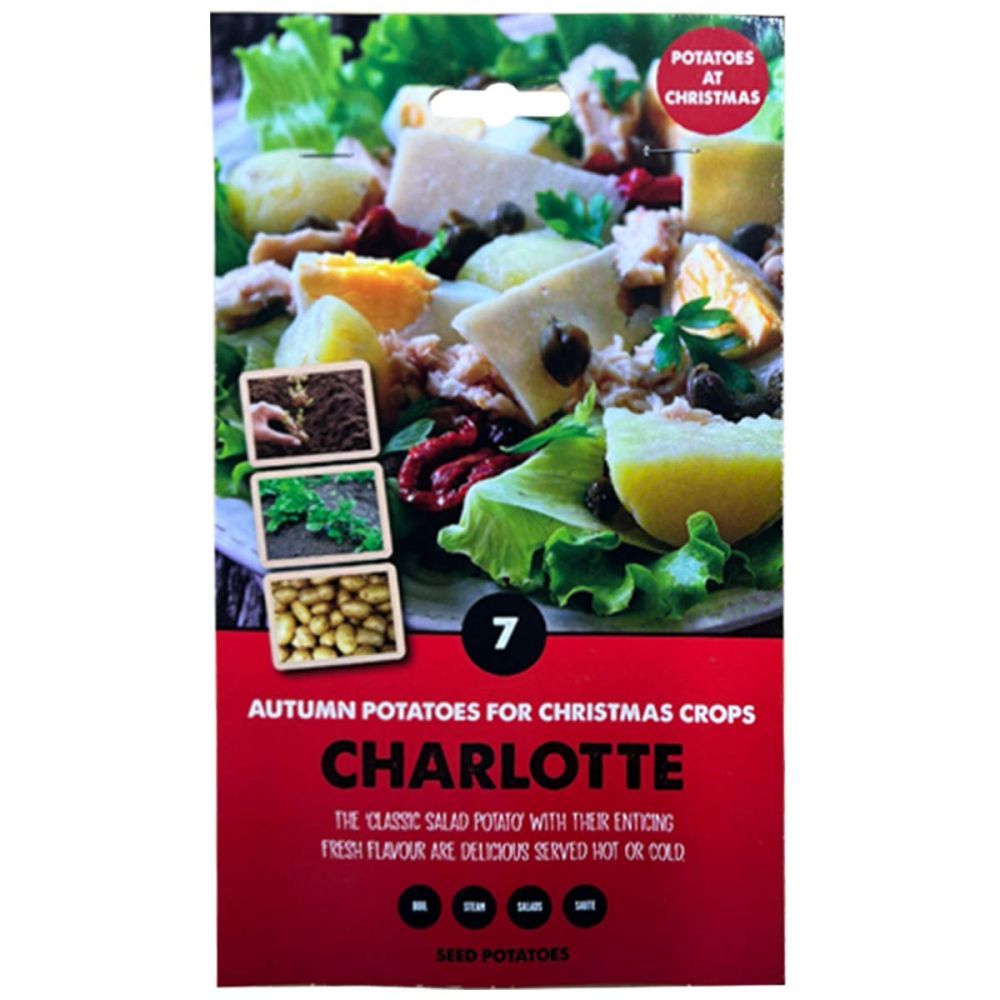 Kapiteyn Winter Variety Seed Potato - Charlotte