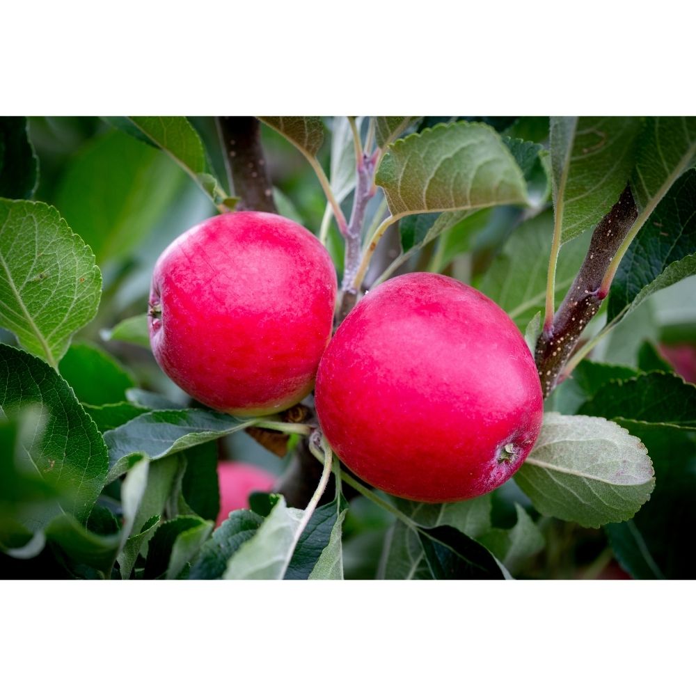 Apple Tree 'Katy' 12Ltr Pot