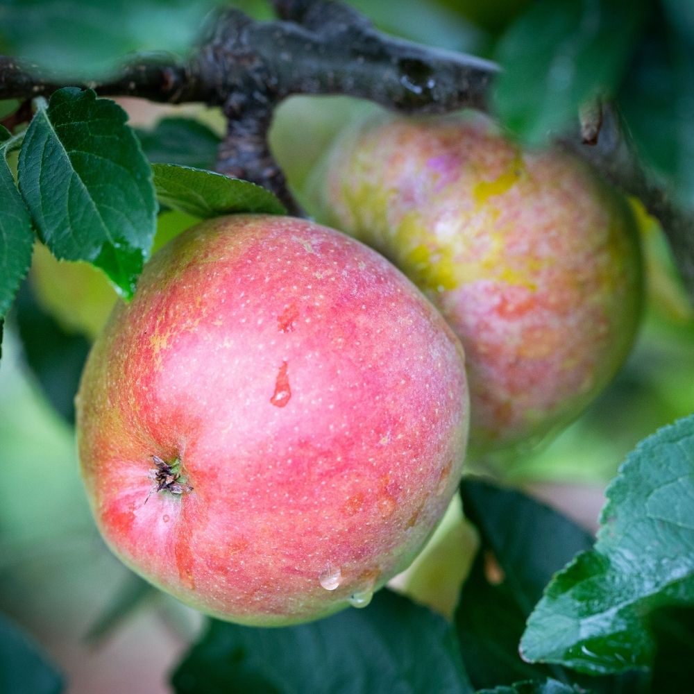 Apple Tree 'Kidd's Orange Red' Fruit Tree 12Ltr Pot