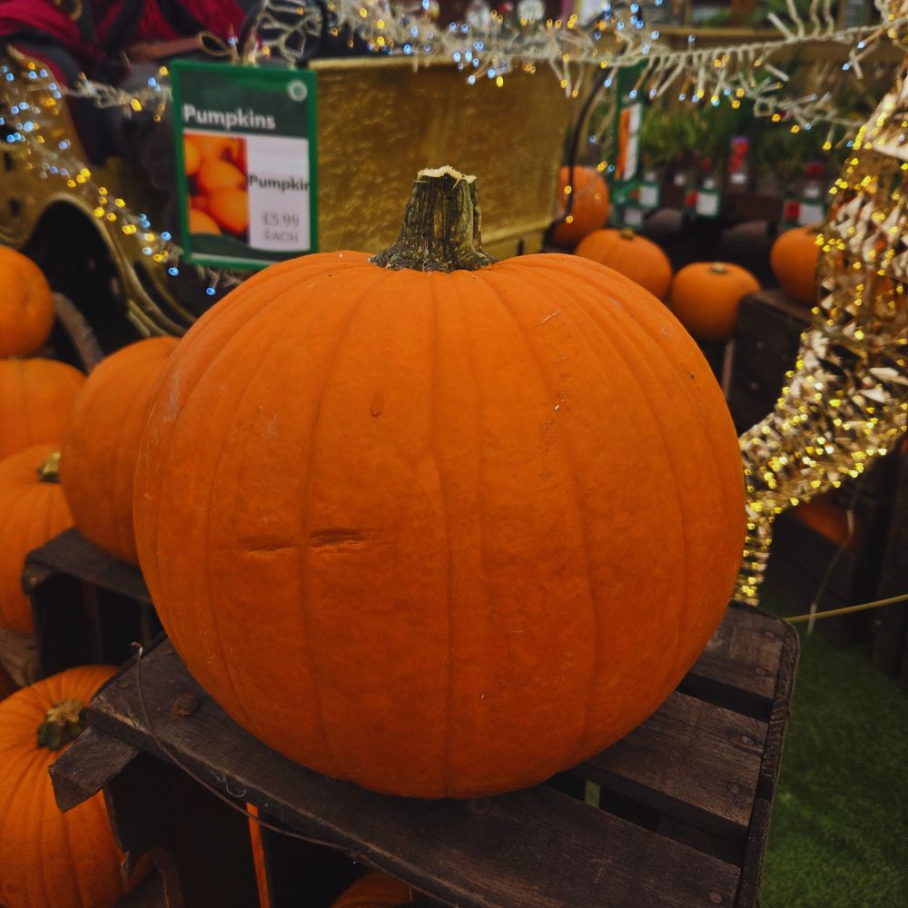 Large Locally Grown Pumpkin