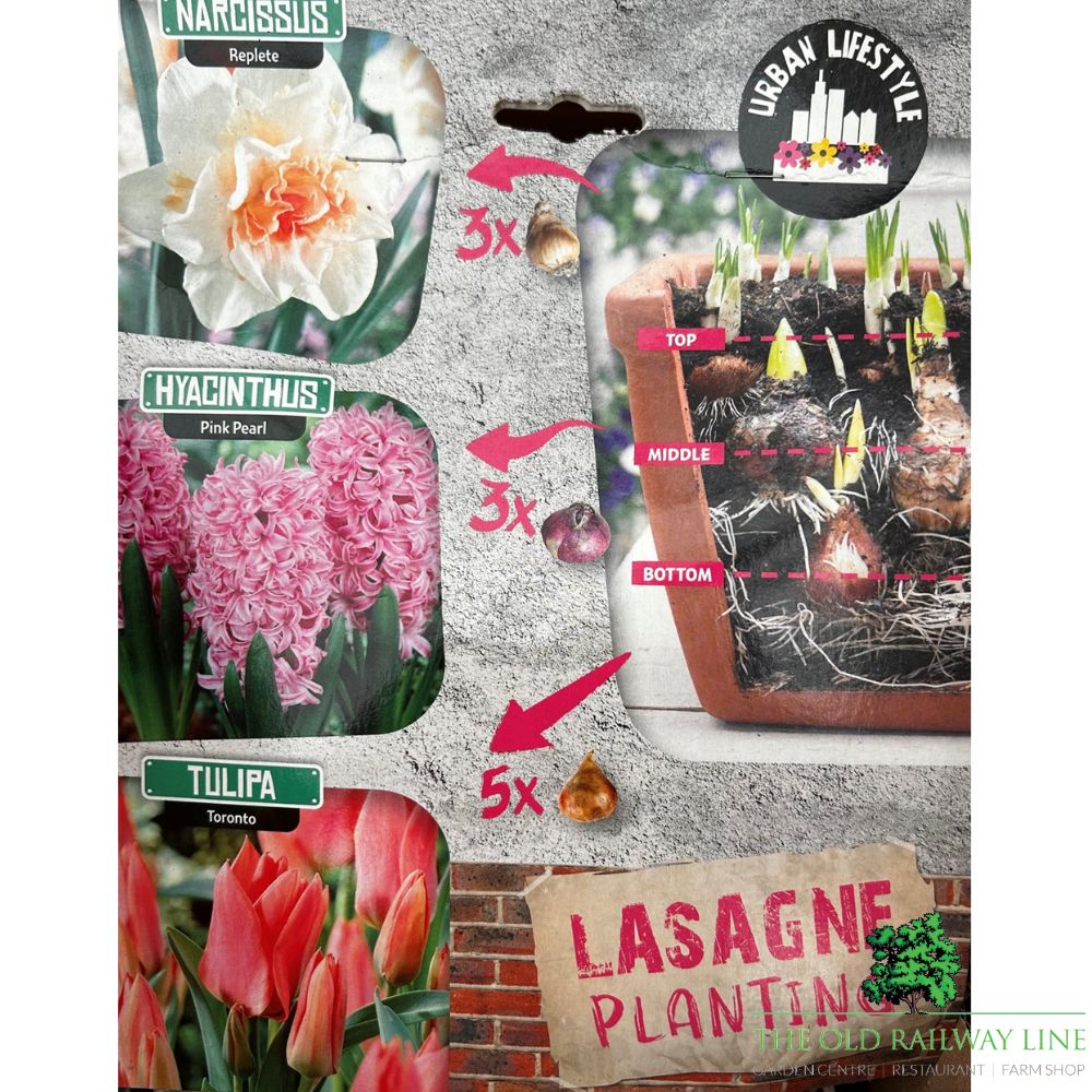 Pink Lasagne Mix Bulb Pack