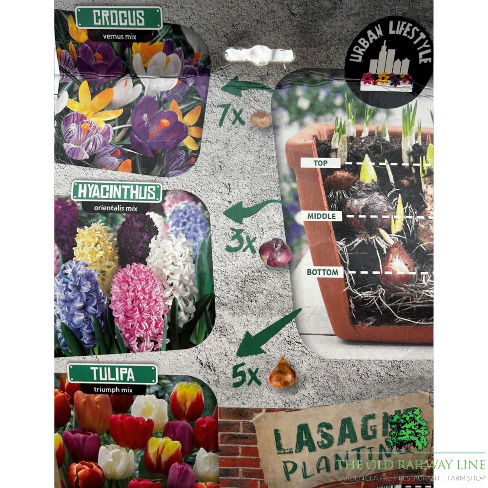 Colour Lasagne Mix Bulb Pack