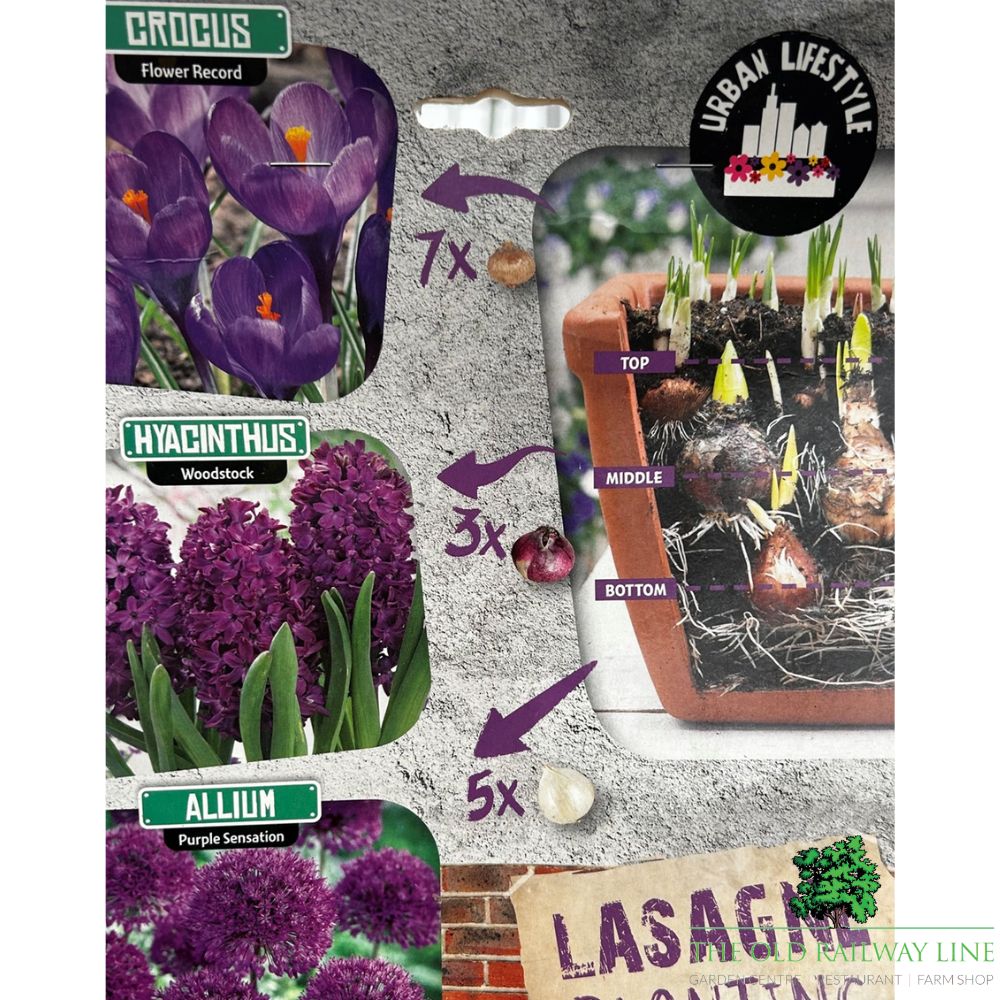Purple Lasagne Mix Bulb Pack