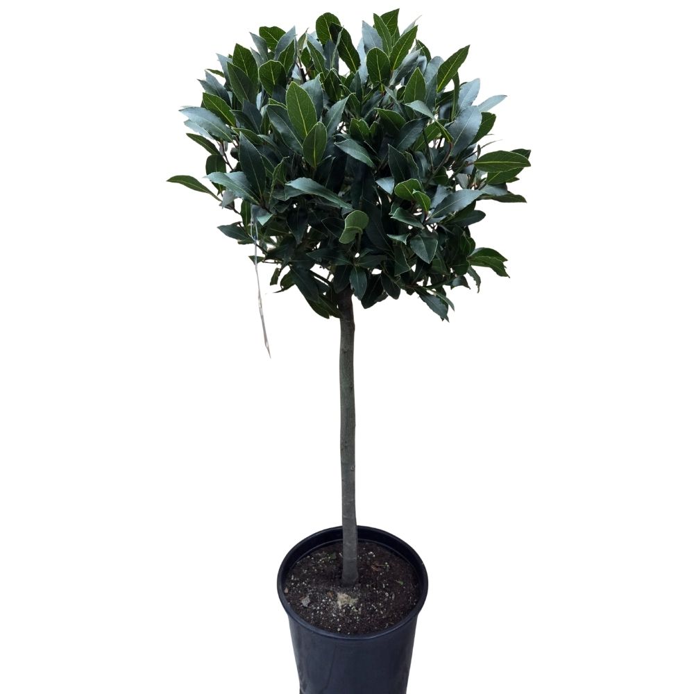 Laurus Nobilis 90cm Laurel Bay 'Round' 10Ltr Pot
