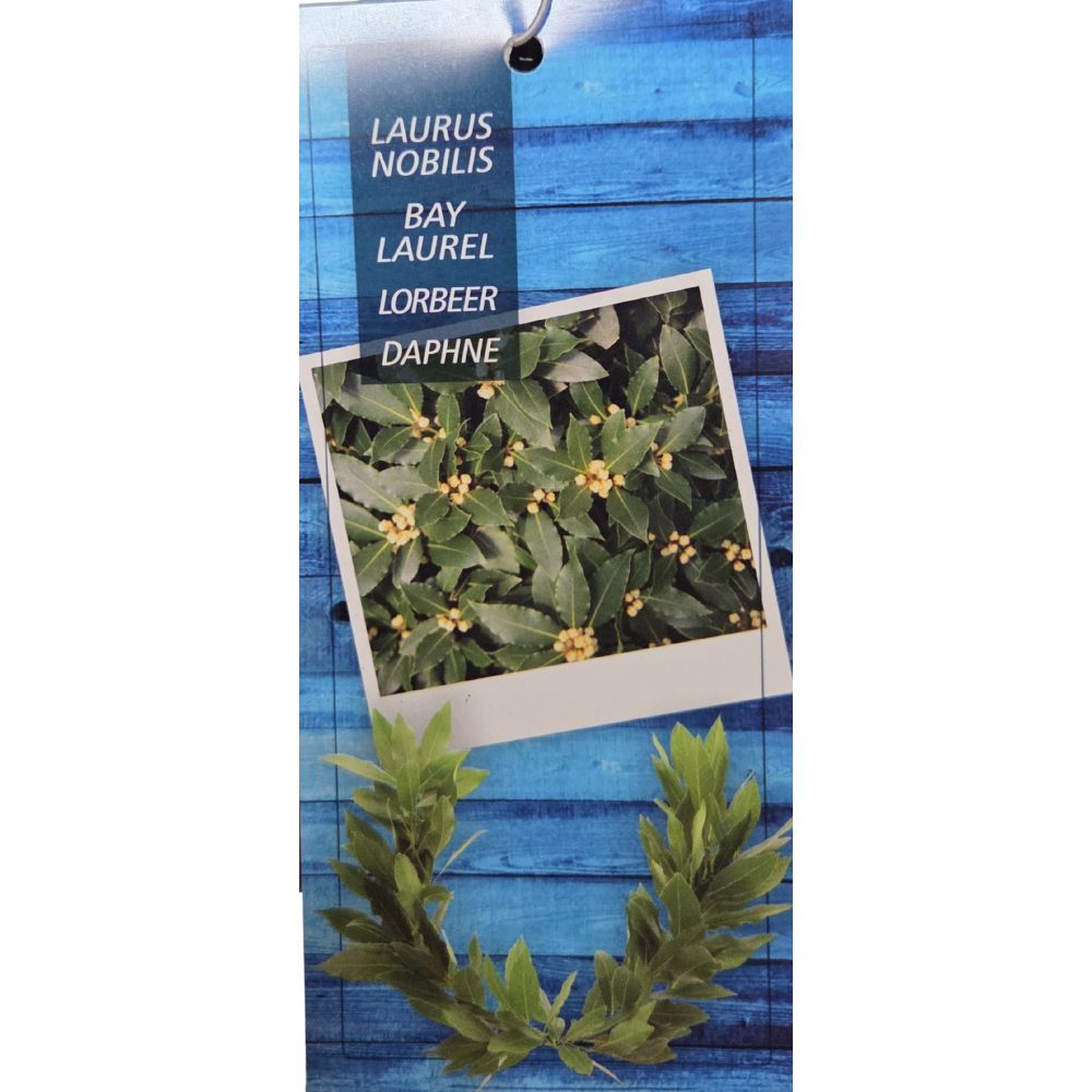 Laurus Nobilis Laurel Bay 'Pyramid' Tree 4Ltr Pot