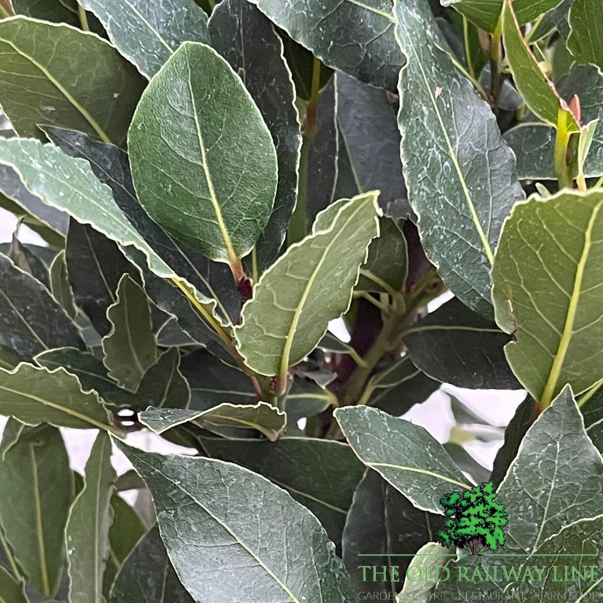 Laurus Nobilis Pyramid Bay Plant - 16cm Pot