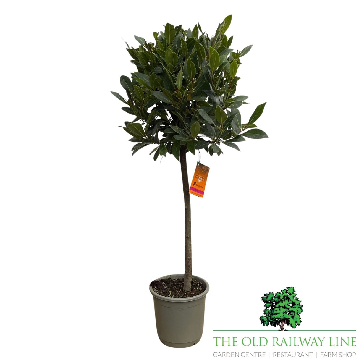 Laurus Nobilis Standard Bay Plant - 16cm Pot