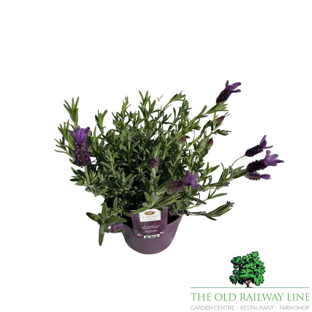 Lavender 'Hidcote' Plant - 1Ltr Pot
