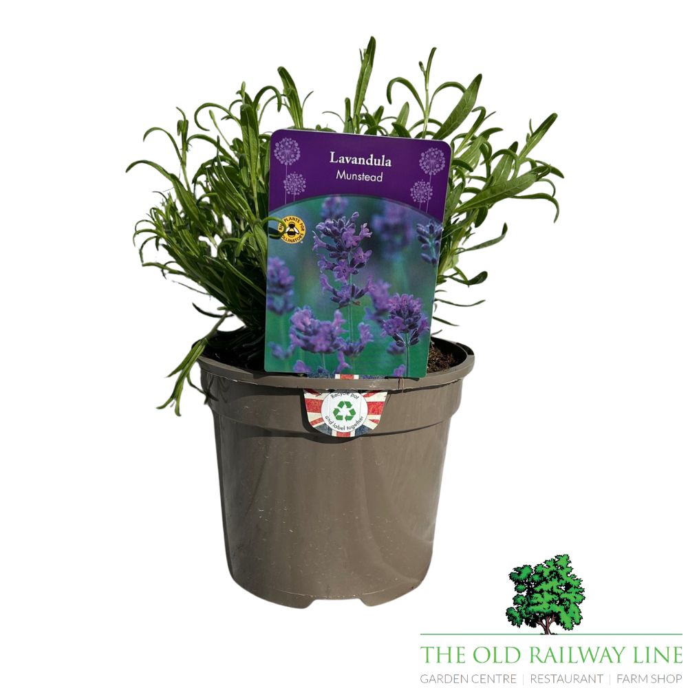 Lavandula Annuka Purple Treasure Plant - 3Ltr Pot