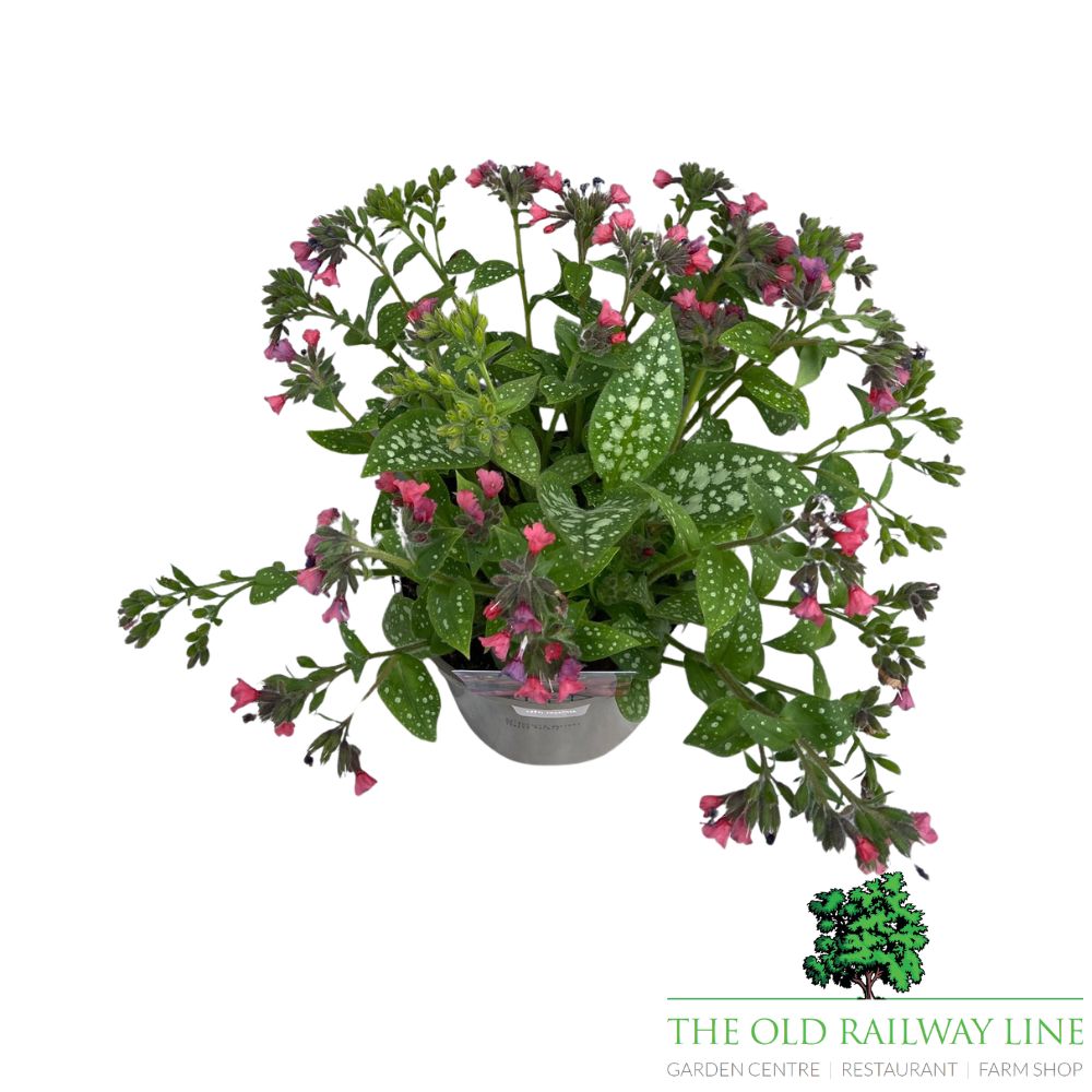 Pulmonaria 'Shrimps On The Barbie' Plant - 2Ltr Pot