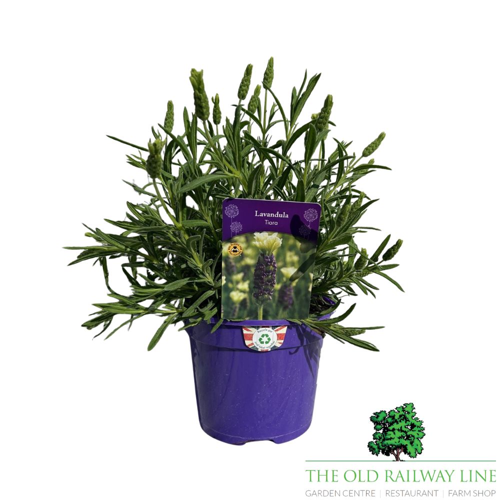 Lavender 'Tiara' Plant - 2Ltr Pot