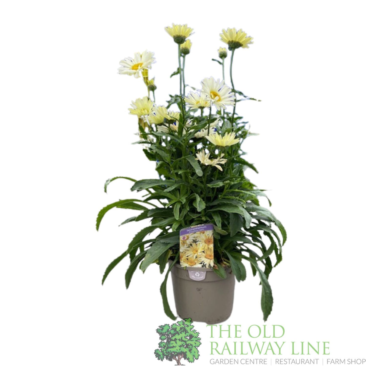 Leucanthemum x superbum 'Broadway Lights' Daisy Plant - 3Ltr Pot