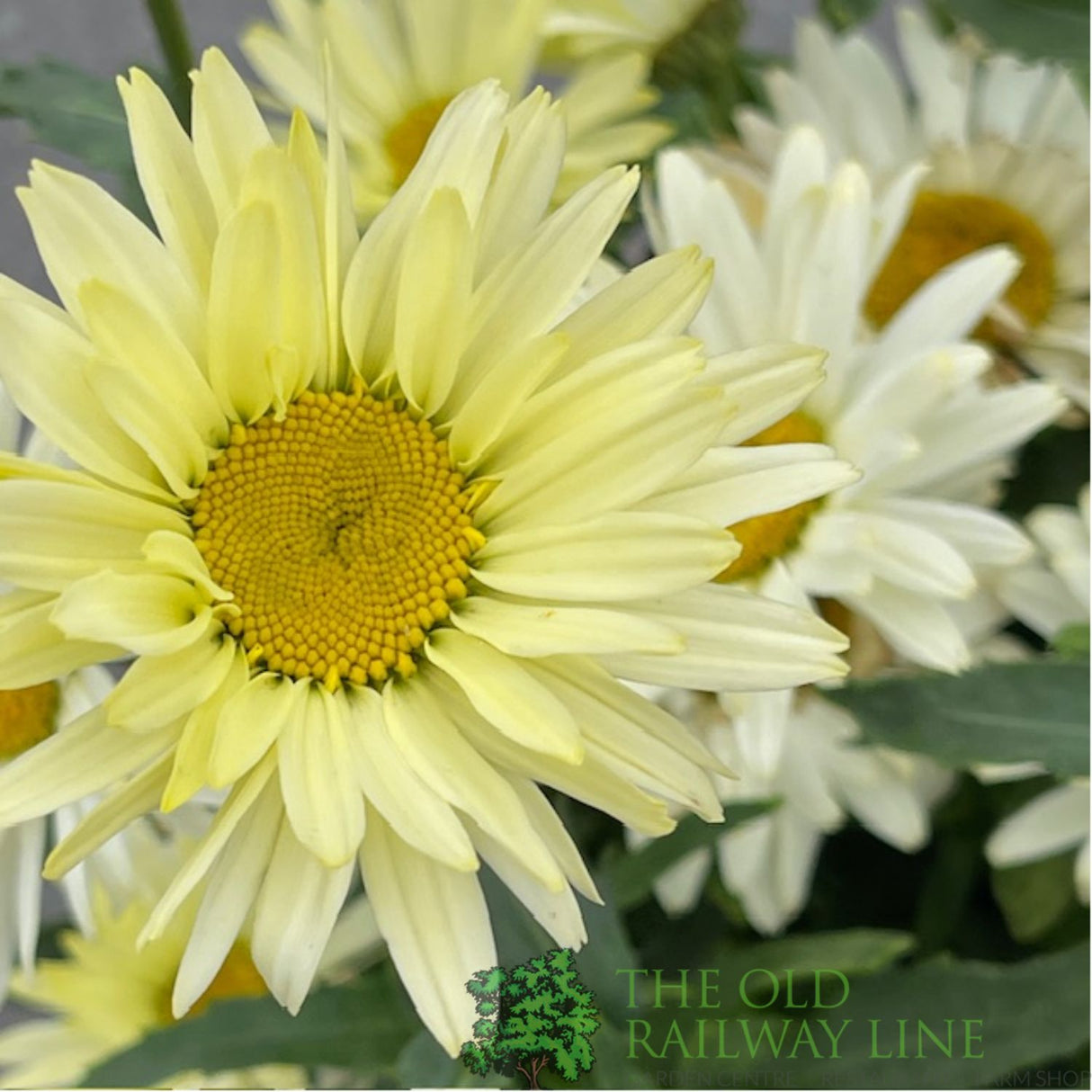 Leucanthemum x superbum 'Broadway Lights' Daisy Plant - 3Ltr Pot
