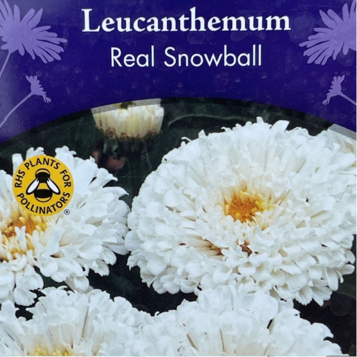 Leucanthemum x superbum 'Real Snowball' Daisy Plant - 2Ltr Pot