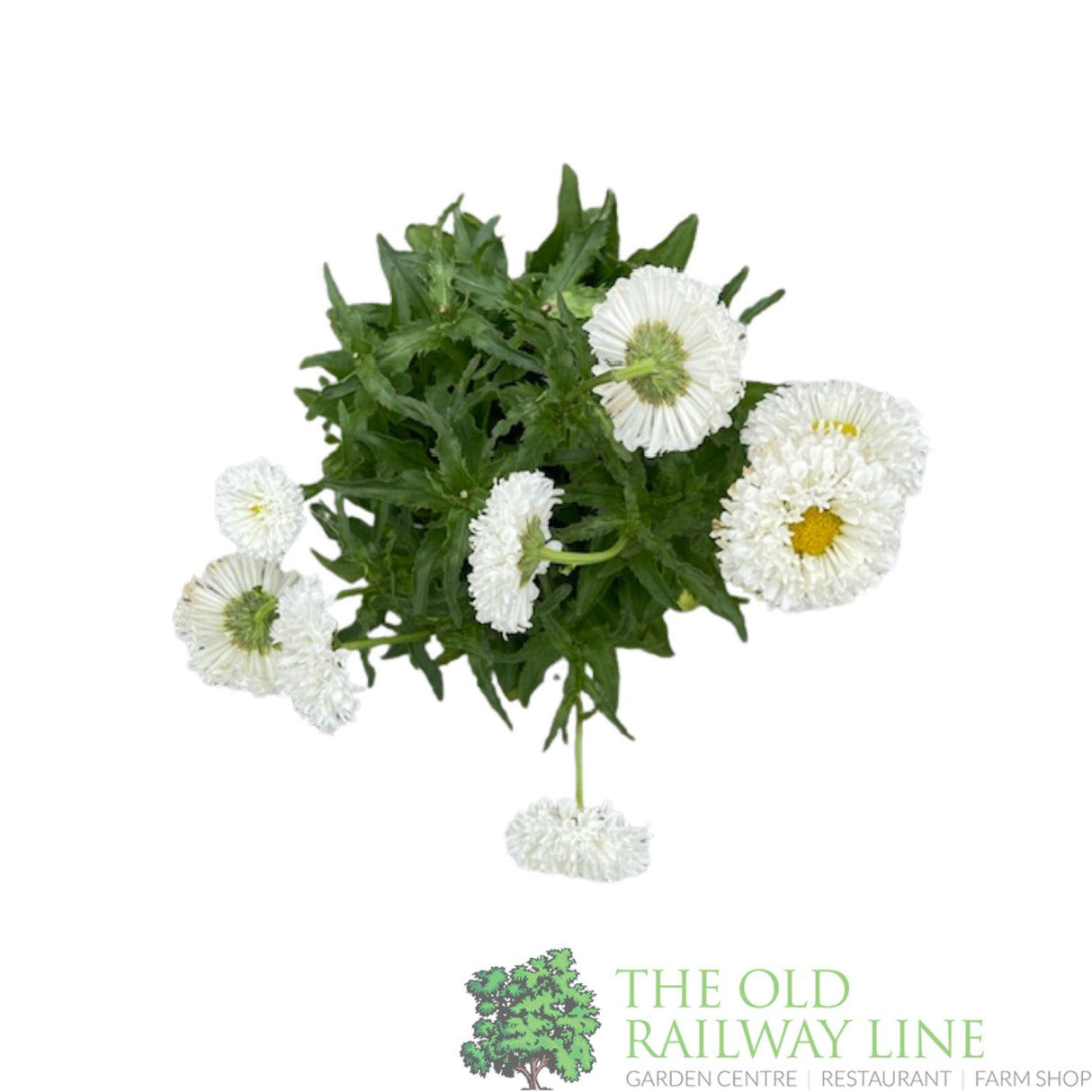 Leucanthemum x superbum 'Real Snowball' Daisy Plant - 2Ltr Pot