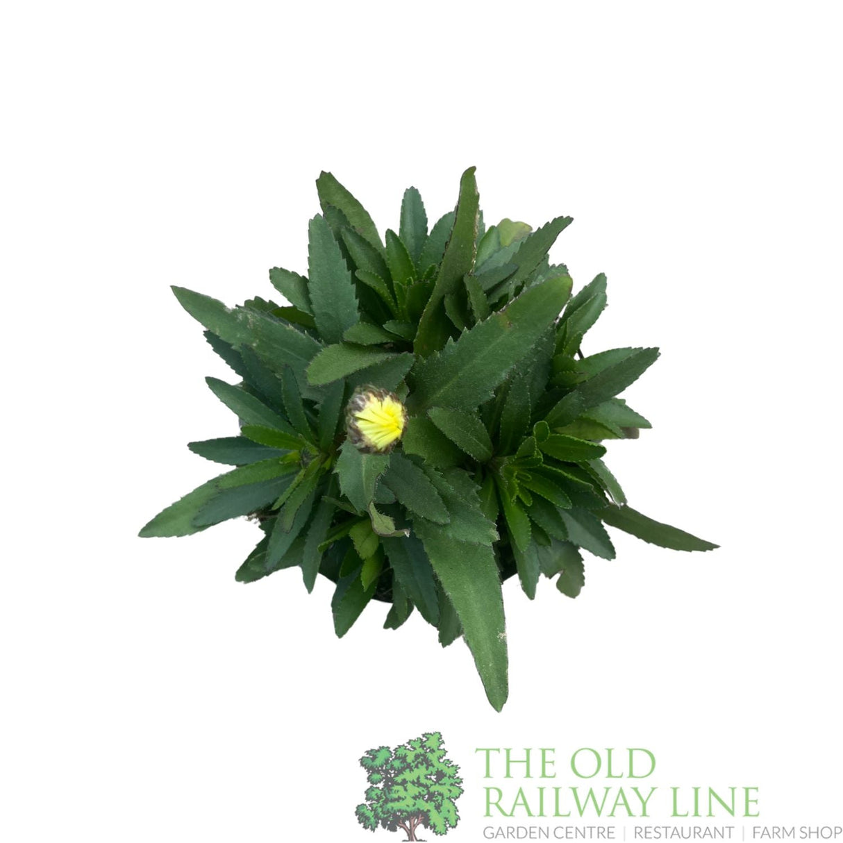 Leucanthemum × superbum 'Western Star Taurus' Plant 1Ltr Pot - Old Railway Line Garden Centre