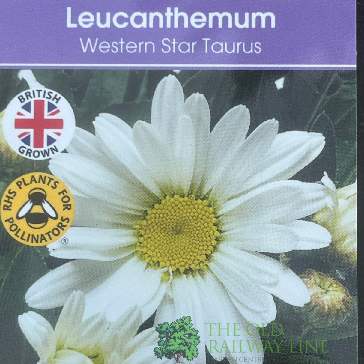 Leucanthemum × superbum 'Western Star Taurus' Plant 1Ltr Pot - Old Railway Line Garden Centre