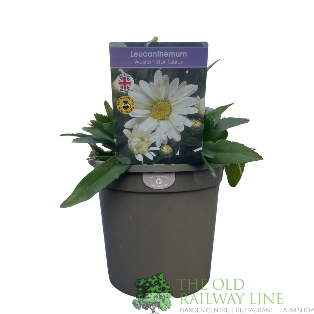 Leucanthemum × superbum 'Western Star Taurus' Plant 1Ltr Pot - Old Railway Line Garden Centre