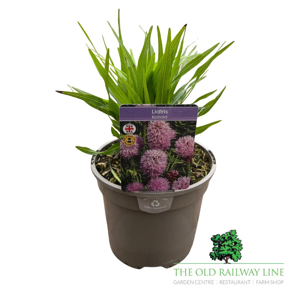Liatris 'Spicata Kobold' Plant - 2Ltr Pot