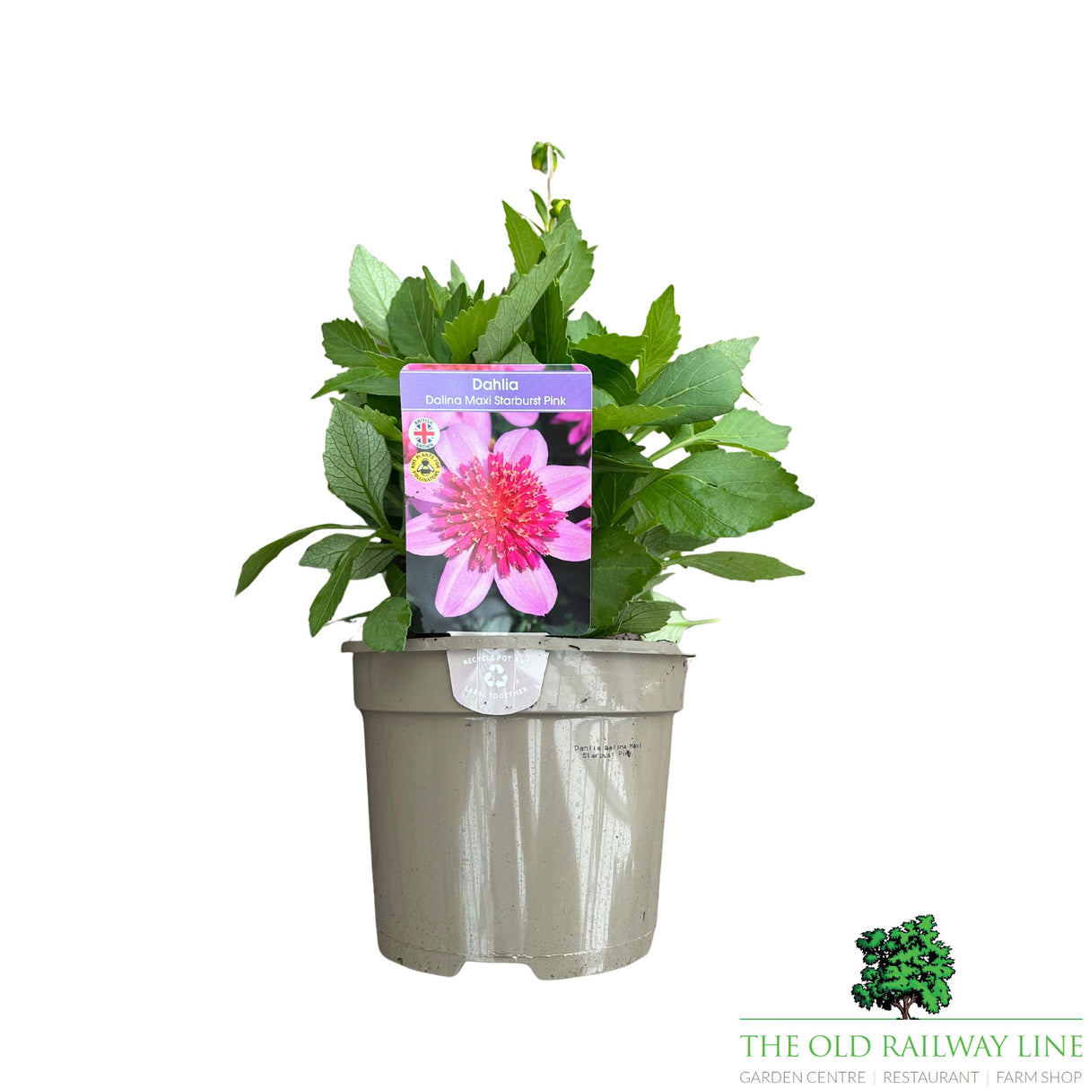 Dahlia Dalina Maxi 'Starburst Pink' Plant - 2Ltr Pot