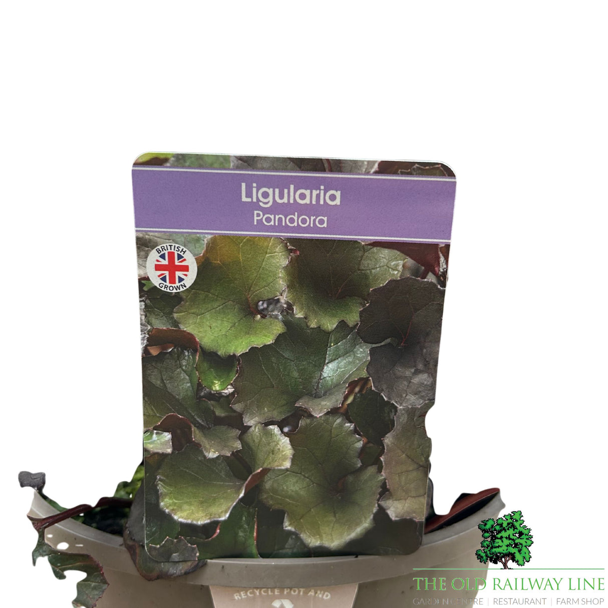 Ligularia 'Pandora' Plant - 3Ltr Pot