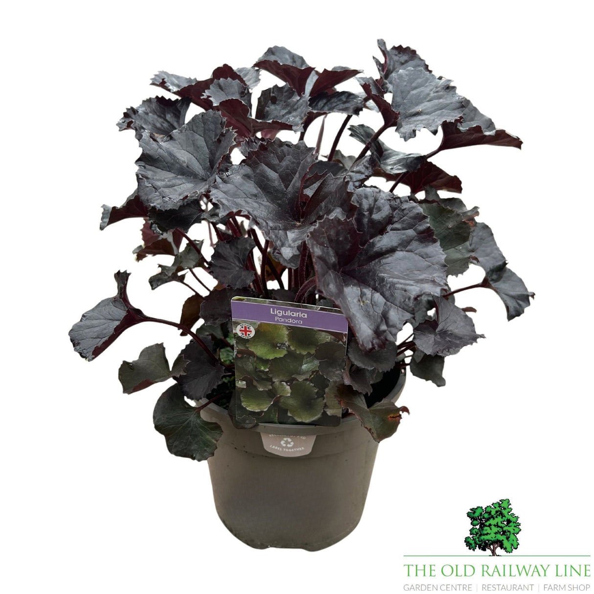 Ligularia 'Pandora' Plant - 3Ltr Pot - Old Railway Line Garden Centre