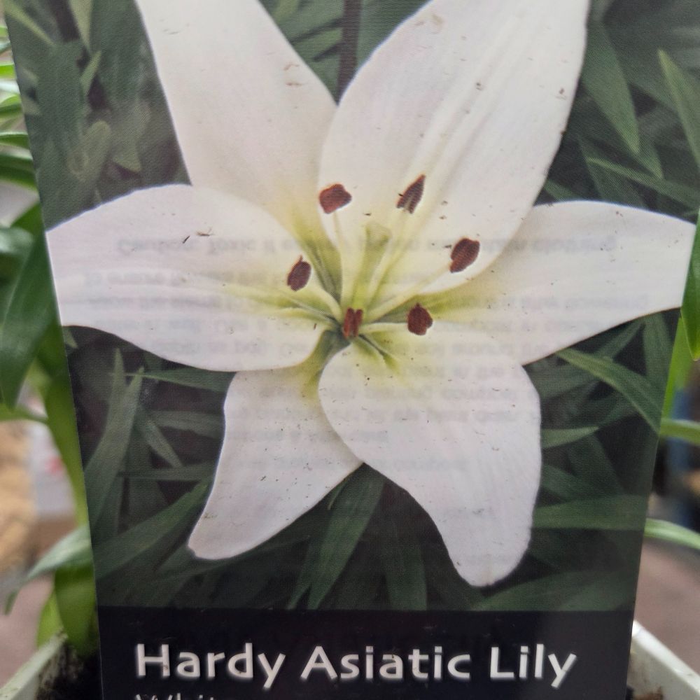 Lilium 'Asiatic White' Lily Plant - 1.4Ltr Pot - Old Railway Line Garden Centre