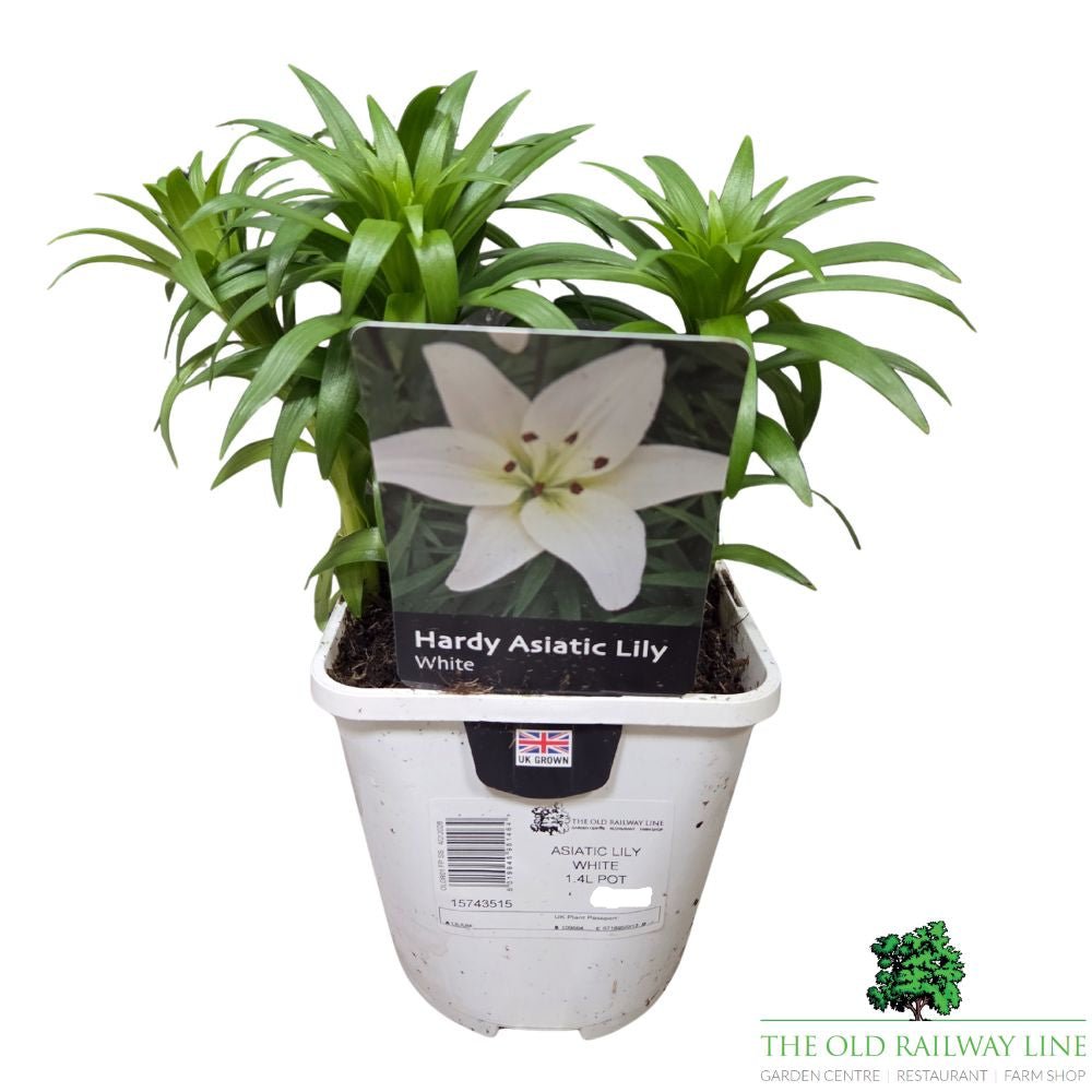 Lilium 'Asiatic White' Lily Plant - 1.4Ltr Pot - Old Railway Line Garden Centre