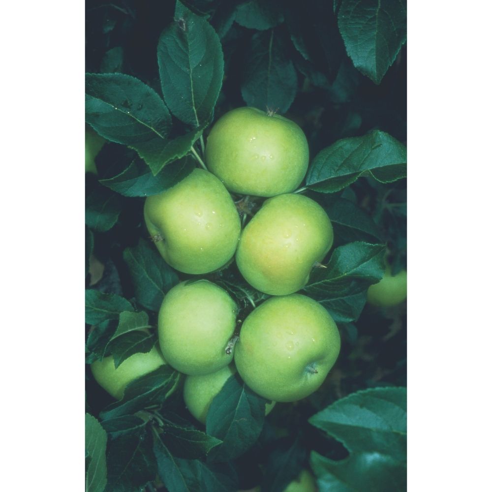 Frank P Matthews 'Limelight' Apple Fruit Tree - 12 Ltr Pot
