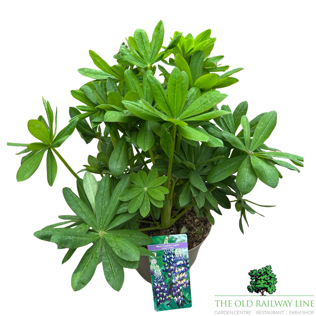 Lupin 'Magic Lantern' Plant - 5Ltr Pot
