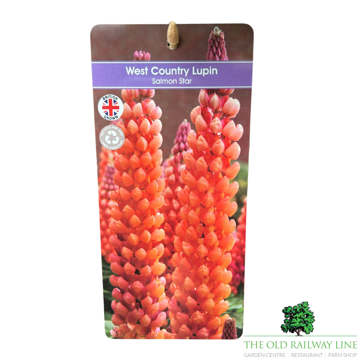 Lupin 'Salmon Star' Plant - 5Ltr Pot