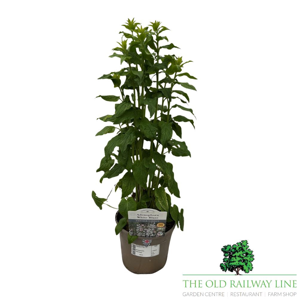 Adenophora 'White Blaze' Plant - 2Ltr Pot