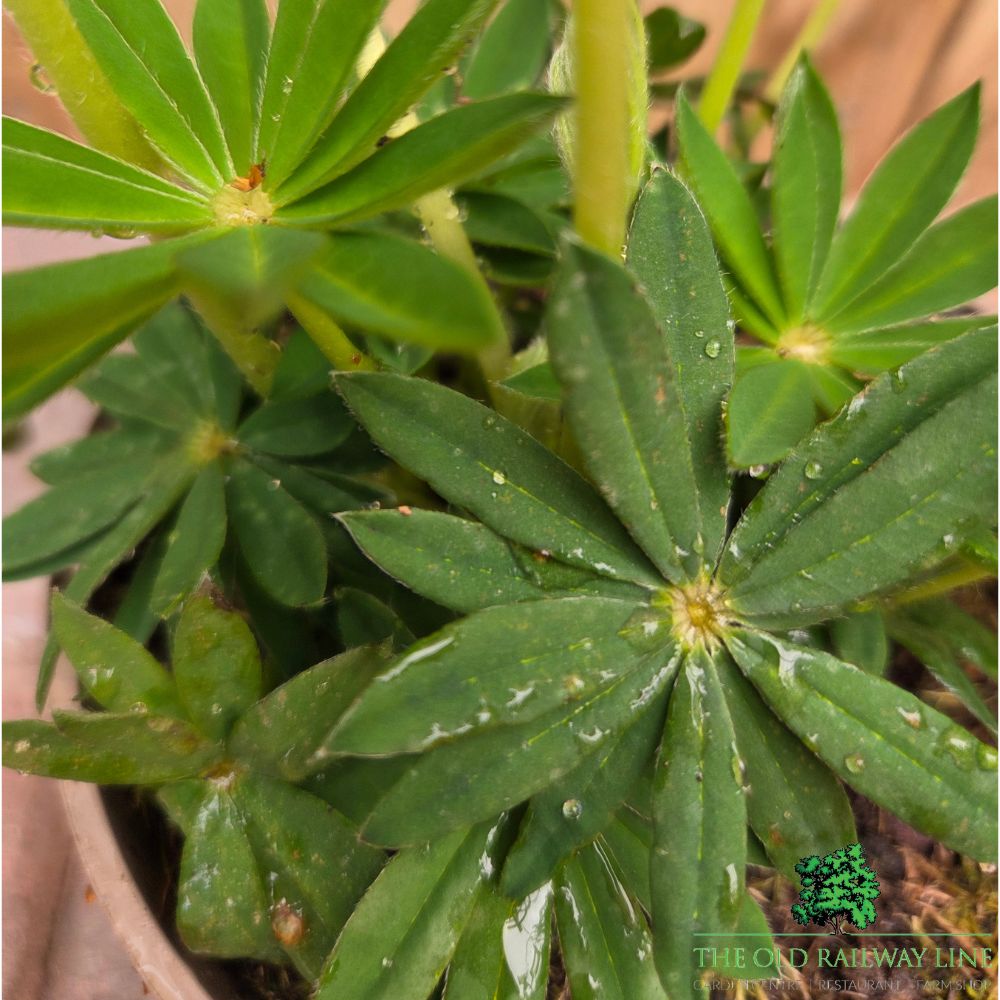 Lupinus 'Desert Sun' - West Country Lupin - 1.5Ltr Pot