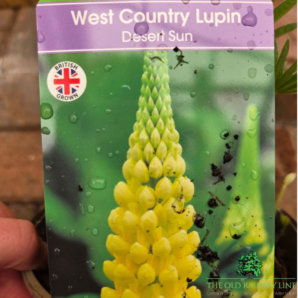 Lupinus 'Desert Sun' - West Country Lupin - 1.5Ltr Pot