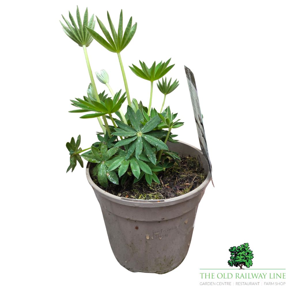 Lupinus 'Desert Sun' - West Country Lupin - 1.5Ltr Pot
