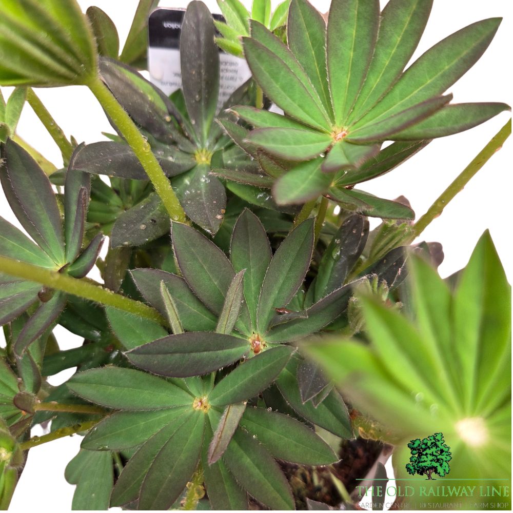 Lupinus 'King Canute' - Lupin Plant - 1.5Ltr Pot