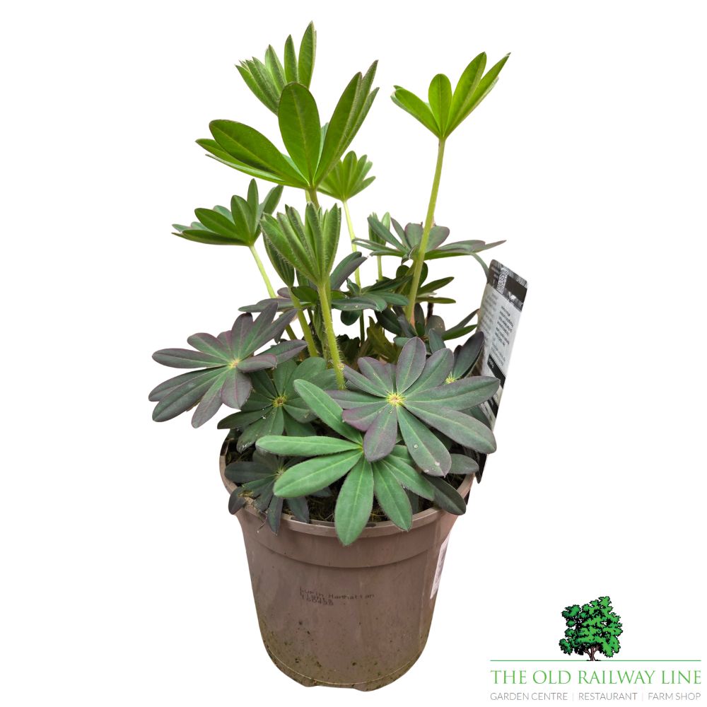 Lupinus 'Manhattan Lights' - West Country Lupin - 1.5Ltr Pot