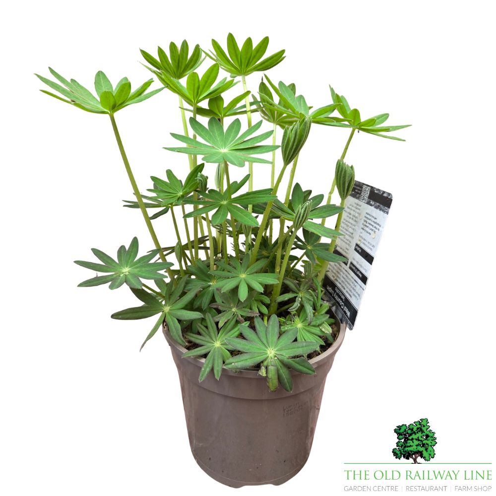 Lupinus Terracotta - West Country Lupin Plant - 1.5Ltr Pot