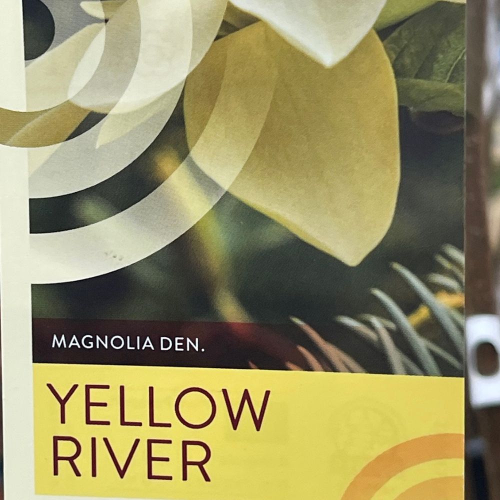 Magnolia 'Yellow River' Plant - 10Ltr Pot