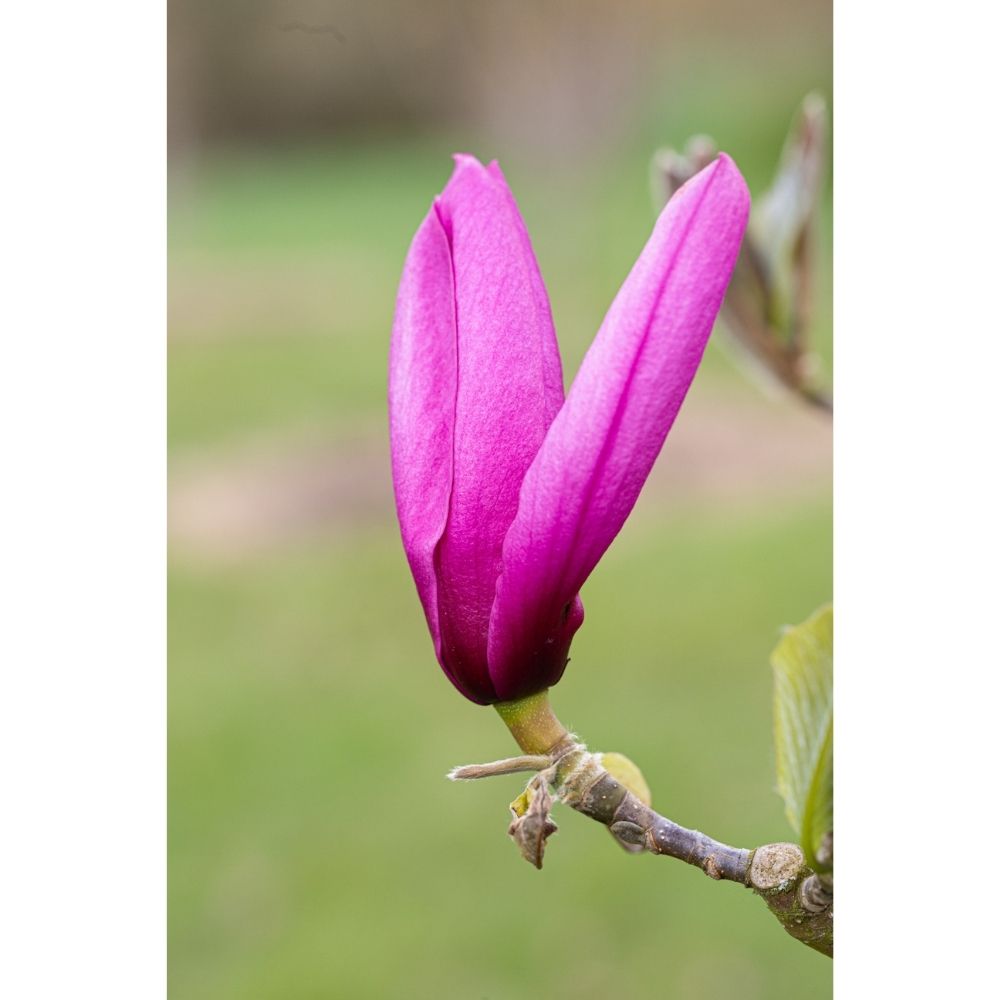 Frank P Matthews Magnolia ‘Livingstone’ Ornamental Tree - 12Ltr Pot