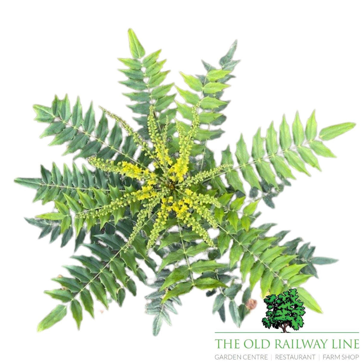 Mahonia x Media 'Winter Sun' - 3Ltr Pot - Old Railway Line Garden Centre
