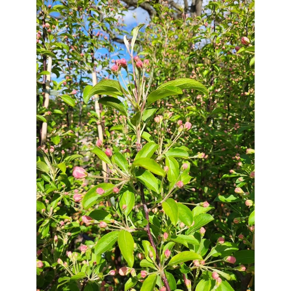Frank P Matthews Malus Baccata Siberian Crab Apple Tree - 12 Ltr Pot