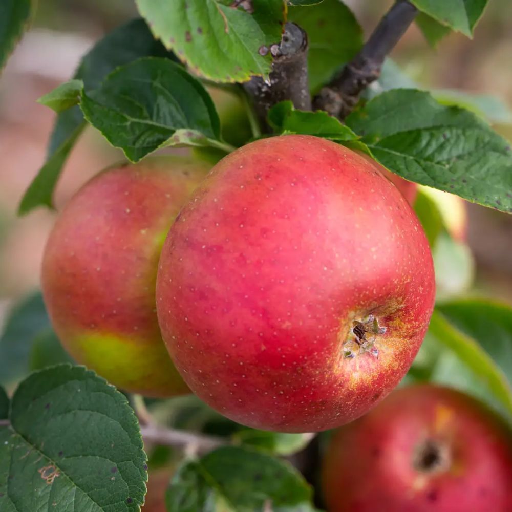 Malus domestica 'Blenheim Orange' Apple Tree - 12Ltr Pot