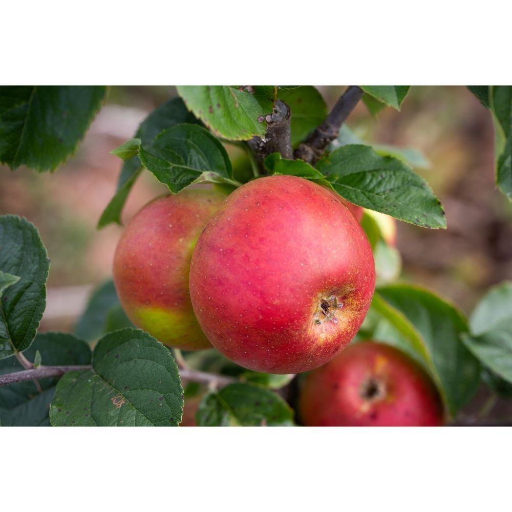 Malus domestica 'Blenheim Orange' Apple Tree - 12Ltr Pot