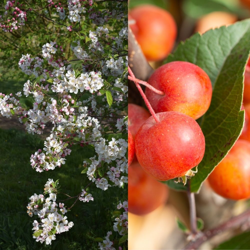 Crab Apple Tree 'Malus Evereste' 12Ltr Pot